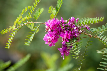 The pink blooms stand out against the green leaves, beautifully capturing natures exquisite beauty