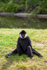 A black monkey is leisurely sitting peacefully on the lush green grass next to a calm and tranquil body of water