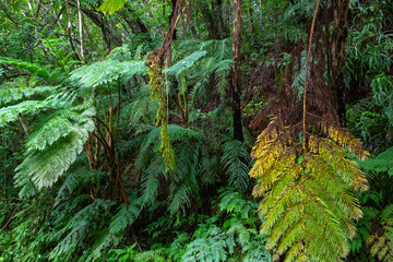 奄美大島　世界自然遺産の森　ヒカゲヘゴ・シダの森