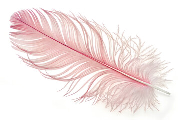 Obraz premium Single pink feather delicate intricate