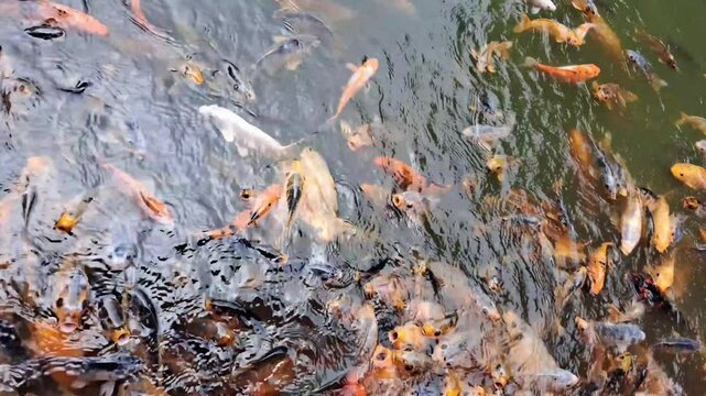 A vibrant koi pond teeming with colorful fish, showcasing their beauty and variety