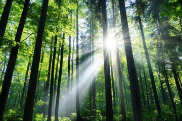 Sunbeams in a Lush Forest - Sun's rays pierce through the canopy of a vibrant green forest, creating a magical, peaceful atmosphere
