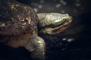 Fototapeta premium The Australian Eastern Short-necked turtle or Emydura macquarii is&nbsp;a common turtle found in rivers in eastern Australia.&nbsp;