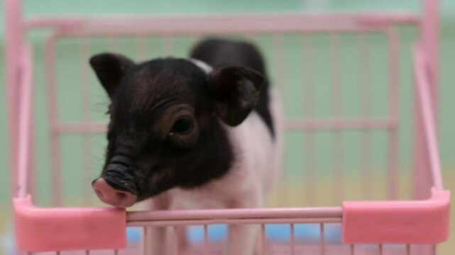 mini pig (teacup pig) pet animal. Slow motion