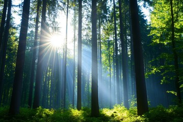 Obraz premium Sunlit Forest Path - Sunbeams stream through the trees in a lush green forest, creating a magical atmosphere