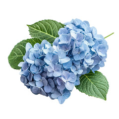 Obraz premium Blue Hydrangea isolated on transparent background, png