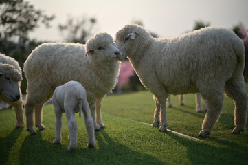 A pair of sheep affectionately nuzzle each other, showing a tender moment of love and connection.