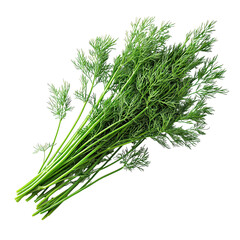 Dill Sprig isolated on transparent background, png