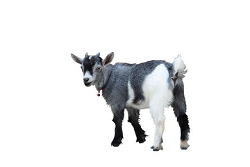 Pygmy goat isolated on transparent background png file	