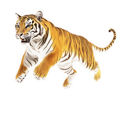 Obraz premium Siberian Tiger isolated on white or transparent background