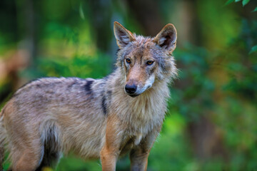 Wolf in summer forest. Wildlife scene from nature. Wild animal in the natural habitat © byrdyak