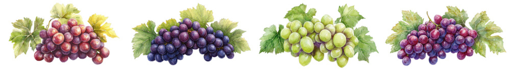 Abundant Clusters of Ripe Colorful Grapes Surrounded by Lush Vine Leaves in an Autumnal Harvest Season
