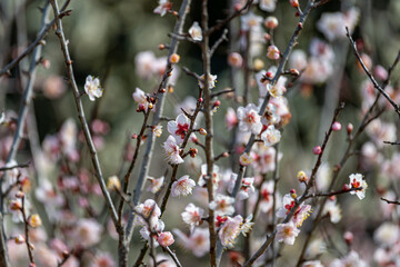 梅の花