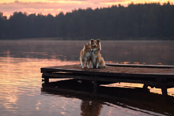 Sheltie sitting side by side on a wooden dock, with a serene lake and forest in the background. The soft light of the sunset enhances their relaxed posture and the tranquil atmosphere.