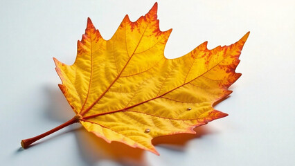 Fototapeta premium Generate an AI photo of a single, vibrant yellow autumn mulberry leaf, isolated on a pure white background. Focus on a dramatic lighting effect that highlights the intricate leaf details. Convey a s