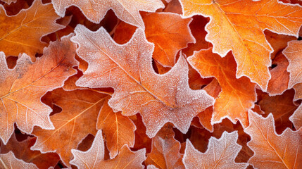 Fallen oak leaves covered with first hoarfrost, symbolizing the change of seasons, resilience, and the passage of time. A natural, serene scene perfect for showcasing winter's arrival