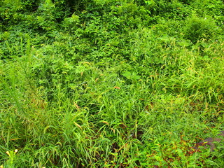 初秋の雨上がりのエノコログサ生える野原風景	