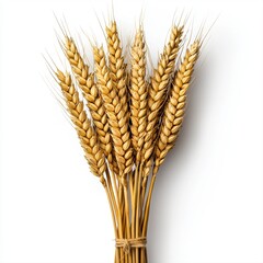 Fototapeta premium A beautifully arranged bunch of golden wheat ears displaying rich color and texture captured in natural light