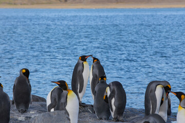 The landscape of the remote Fortuna Bay, South Georgia Island, Antarctic.