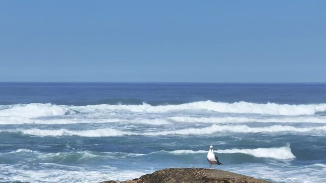 Iconic Seagull on rock in the Pacific Ocean in Ocean Waves Crashing at Cape Kiwanda On the Oregon Coast at Tierra DEl Mar Pacific CIty	
