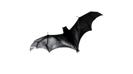 black bat flying isolated on a white background