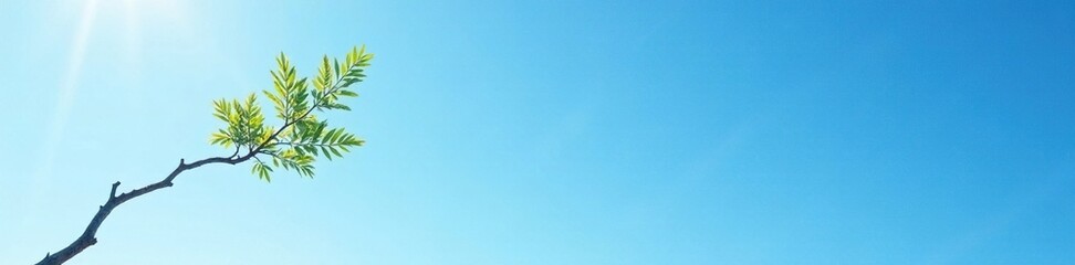 Lone, delicate tree branch reaching towards a clear blue sky, landscape, simple, tree