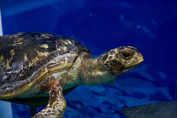 Obraz premium Close-up of a lifelike sea turtle specimen