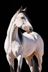 A white Andalusian stallion in the sun against a black background