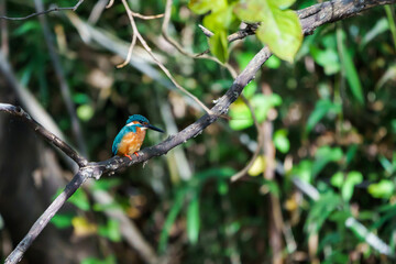 公園の池ででエサを狙うカワセミ