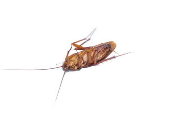 Dying cockroach on a white background. This animal is a pest for humans that bothers humans