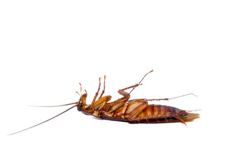Dying cockroach on a white background. This animal is a pest for humans that bothers humans