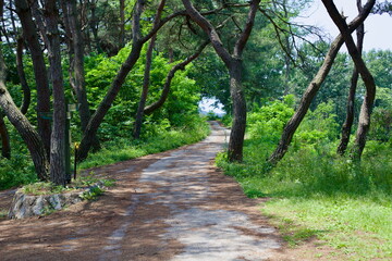 Forest Trail Lined with Pine Trees in Iksan