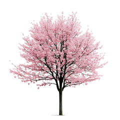 Obraz premium Pink Cherry Blossom Tree