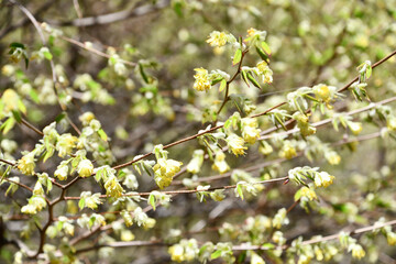 ヒュウガミズキ