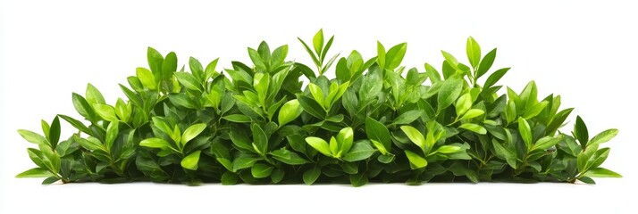 Lush Green Foliage Border - Vibrant green leaves arranged in a lush border, perfect for design projects needing natural elements