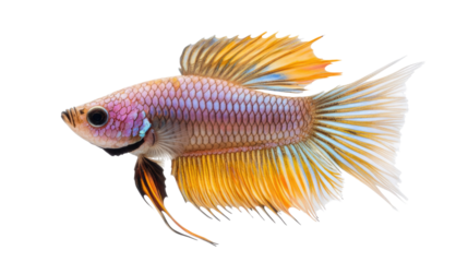 A fish with a pink body and yellow tail