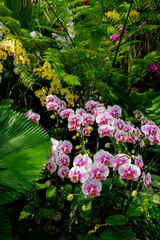 Obraz premium Beautiful various types of flowers botany in blooming in a garden. Natural background concept.