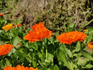 Ruddles, Calendula or Mary's gold beautiful yellow flowers