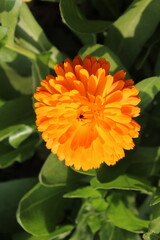 Ruddles, Calendula or Mary's gold beautiful yellow flowers