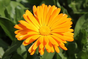 Ruddles, Calendula or Mary's gold beautiful yellow flowers