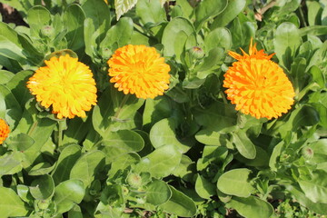 Ruddles, Calendula or Mary's gold beautiful yellow flowers