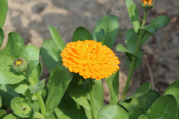 Ruddles, Calendula or Mary's gold beautiful yellow flowers