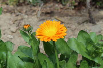 Ruddles, Calendula or Mary's gold beautiful yellow flowers