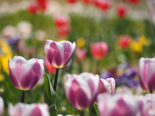 Fototapeta premium チューリップ リブライエ