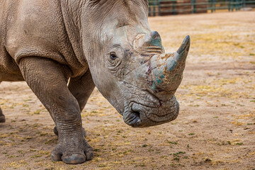 Obraz premium Close Up on Rhino Face