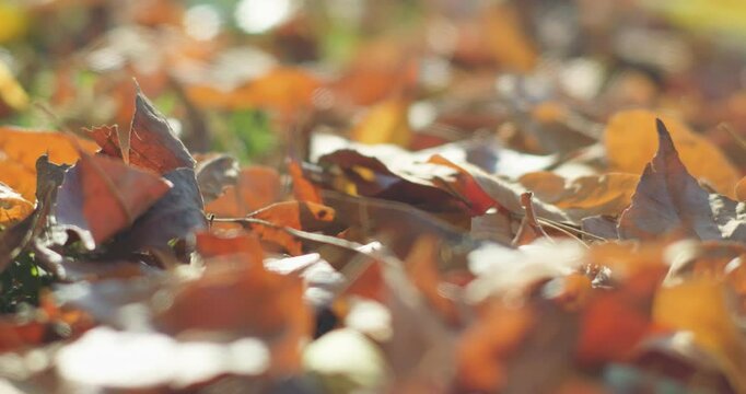 Scenery of the park in late autumn