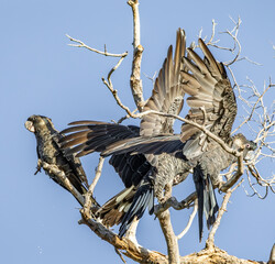 A group of Carnaby's black cockatoos (zanda latirostris) perched and flying on the top of bare branches of a tree.