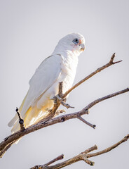 Little Corella (cacatua sanguinea) perched in a tree.