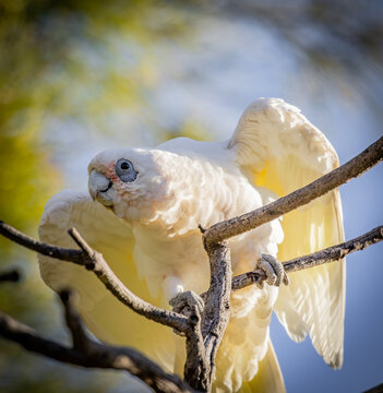 Little Corella (Cacatua sanguinea) on a bare tree branch.