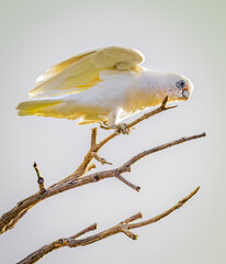 Little Corella (Cacatua sanguinea) about to alight from branch.